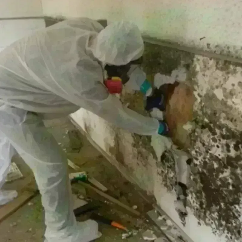 Mold Remediation and Removal in Pleasanton, TX